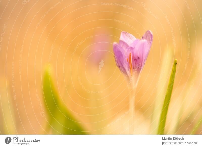 Einzelne Krokusblüte, zart dargestellt in weichem, warmem Licht. Frühlingsblumen Krokusse Wiese Sonne Pflanze Blume Blüte Frühblüher filigran Sommer Nektar