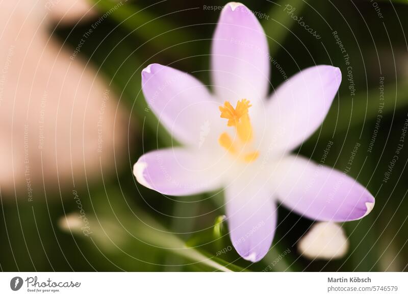 Einzelne Krokusblüte, zart dargestellt in weichem, warmem Licht. Frühlingsblumen Krokusse Wiese Sonne Pflanze Blume Blüte Frühblüher filigran Sommer Nektar