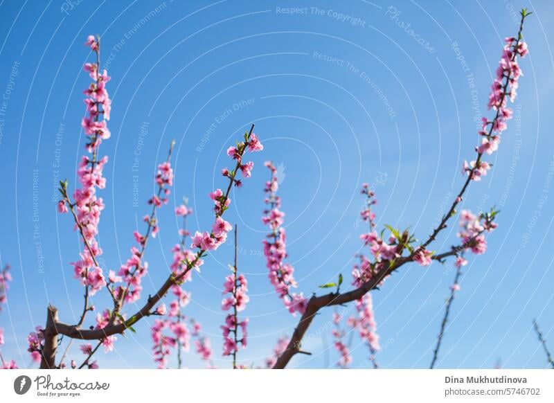 blühende Mandelbäume gegen blauen Himmel. Frühling Hintergrund. Rosa Blüten von Kirsch-oder Pfirsichbäumen in Obstgarten Garten. Landwirtschaftliche Industrie.