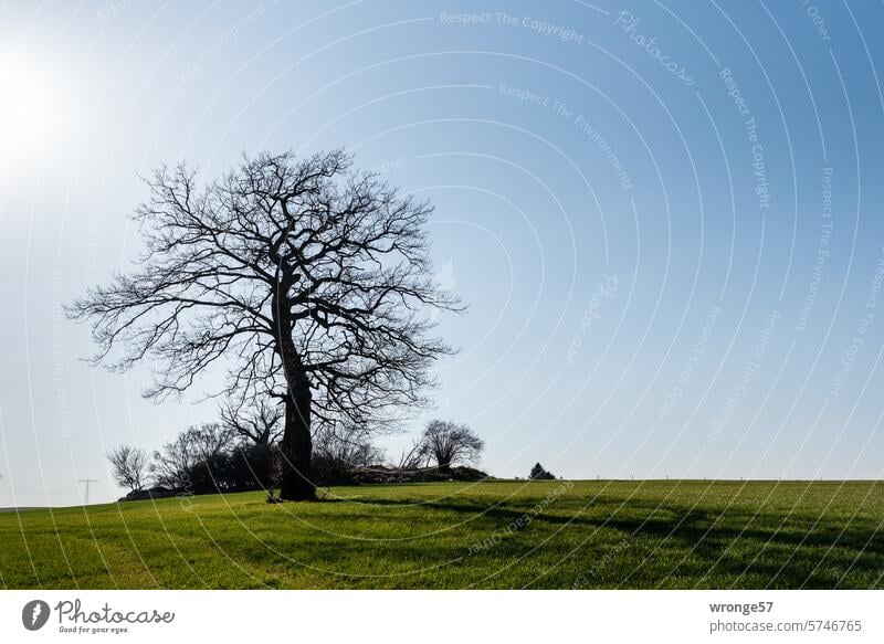 Freistehende kahle Eiche und ein Haufen Steine in MV Solitärbaum freistehend kahler Baum Natur Außenaufnahme Himmel Tag Menschenleer Farbfoto Feld Einsamkeit