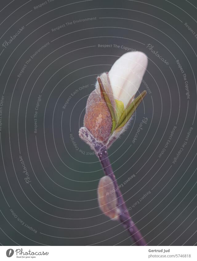 Magnolienknospe vor dunklem Hintergrund Blume Blumen und Pflanzen Farbe weiss Frühling Natur Blüte Knospe Farbfoto Garten Blühend Außenaufnahme natürlich