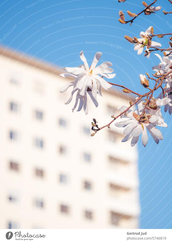 Sternmagnolienblüte vor blauem Himmel und Hochhaus Blume Blumen und Pflanzen Farbe weiss Frühling Natur Blüte Farbfoto Blühend natürlich Frühlingsblume