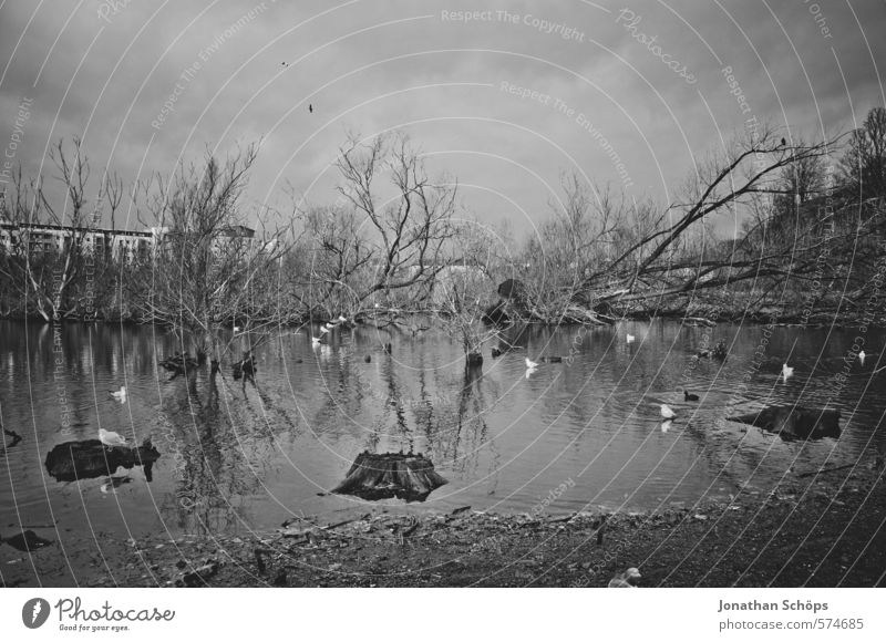 Lochend Park IV Umwelt Natur Landschaft Himmel Pflanze Baum Seeufer Moor Sumpf Teich Tier Vogel Tiergruppe dunkel gruselig Tod bedrohlich Schottland