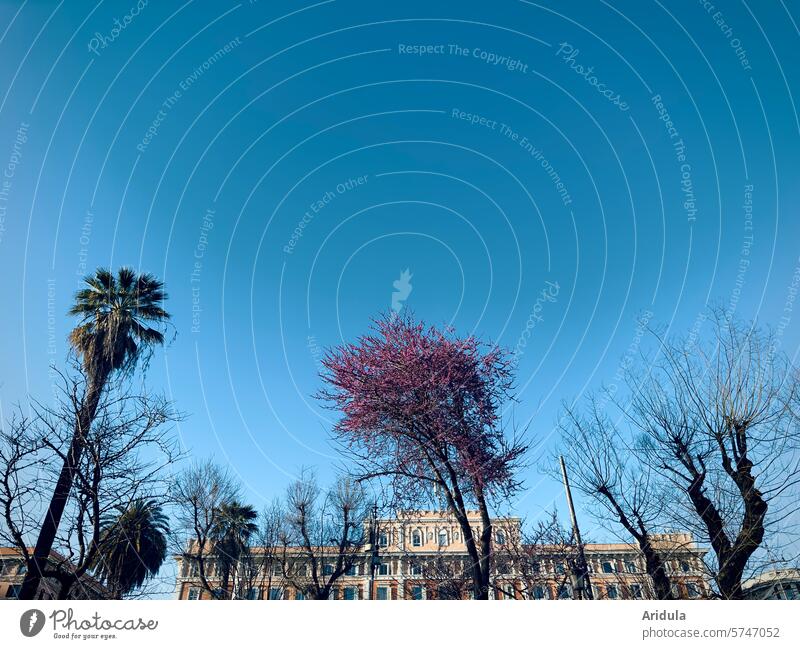 Mediterrane Bäume im Frühling Judasbaum Palme Strauch Blüte violett lila Blühend Stadt Platz Grünanlage Italien Rom Haus Blauer Himmel Pflanze Außenaufnahme