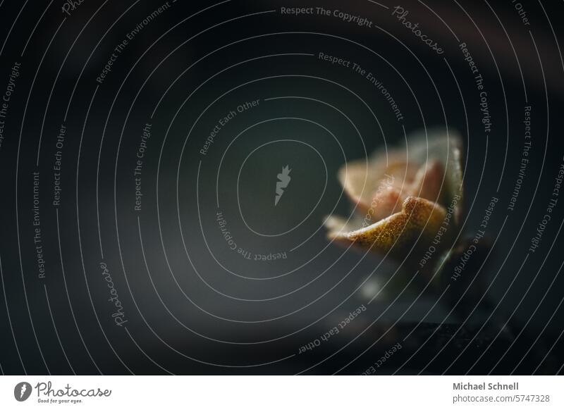 Klitzekleine Pflanze Natur Blume Blüte Makroaufnahme Nahaufnahme Detailaufnahme Frühling Unschärfe Schwache Tiefenschärfe schön natürlich ästhetisch zart Umwelt