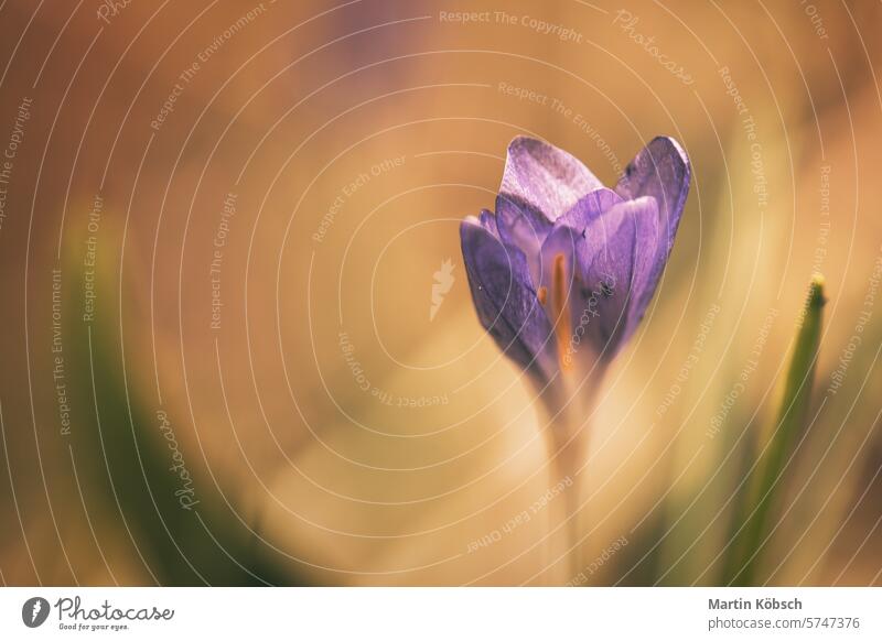 Einzelne Krokusblüte, zart dargestellt in weichem, warmem Licht. Frühlingsblumen Krokusse Wiese Sonne Pflanze Blume Blüte Frühblüher filigran Sommer Nektar