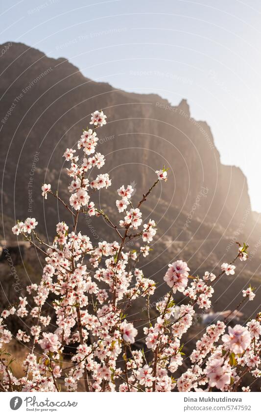 Mandelblüten im Frühling mit Blick auf die Berge. Frühling in der Natur. Kirschblüte und freie Natur. Wanderausflug. Blüte Blume Blütezeit Baum Mandelbaum rosa