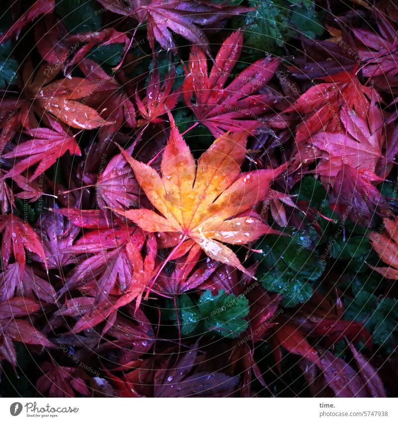 Ab heute wieder Herbst Ahorn bunt Jahreszeiten intensiv orange farbenfroh Botanik botanisch Vegetation Natur Nahaufnahme Detailaufnahme Wandel Veränderung Baum