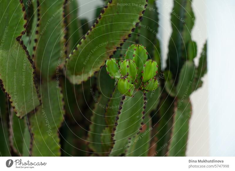 Minimal Poster von grünen Pflanze Euphorbia Nahaufnahme. Inneneinrichtung für minimale Stil Wohnung Öko-Interieur. Euphorie Kaktus Innenbereich Farbfoto Natur