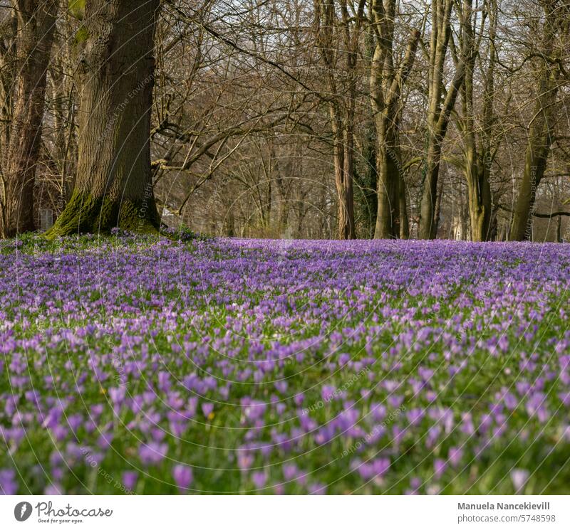 4 Millionen Krokusse krokus Krokusblüte Krokusblüten lila lilafarben Lila Blüten Natur Naturerlebnis Naturliebe Frühling violett Frühblüher Unschärfe