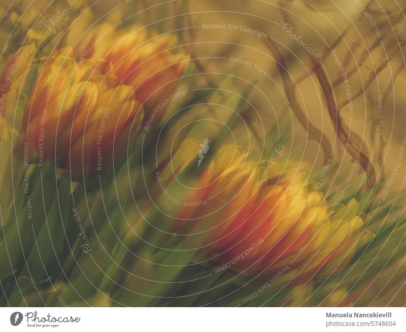 Tulpenstrauß mehrfachbelichtung Mehrfachbelichtung Natur Farbfoto Licht Farbtöne frühlingsboten Frühlingsgefühle Frühlingsblume Frühlingsbote frühlingsgefühl