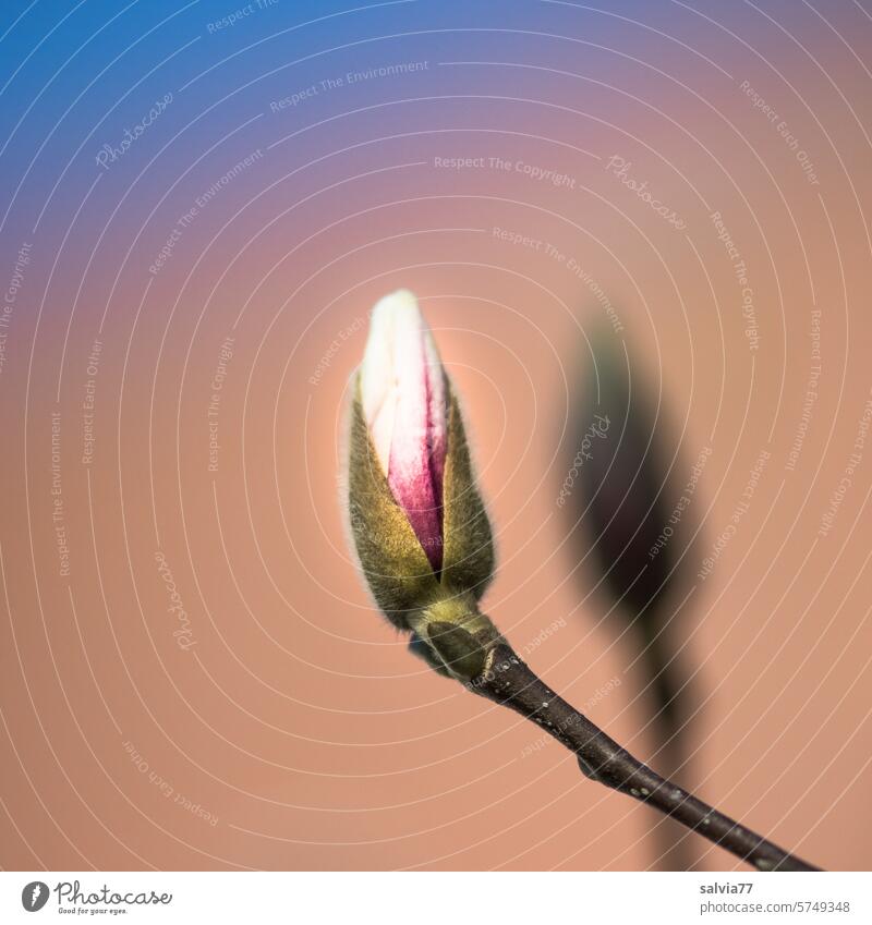 Aufbruch zur neuen Blüte Magnolie Magnolienknospe Magnolienblüte Frühling Magnoliengewächse Pflanze Wachstum Natur Zweig Blütenknospe aufbrechen wachsen