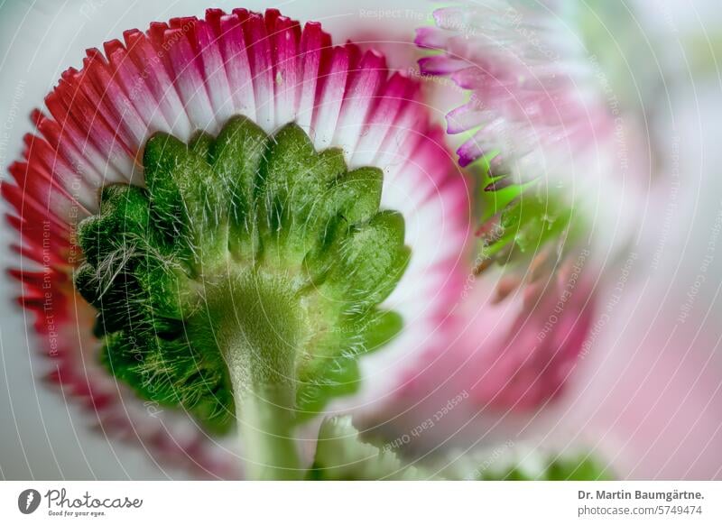 Bellis perennis,  vulgo Gänseblümchen; Kultursorte, Blütenstand  von  der Unterseite mit roten Zungenblüten Blütenstände Staude krautig Korbblütler Asteraceae