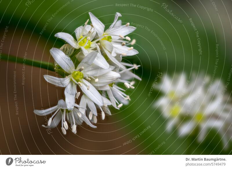 Das Katzengift Bärlauch, Allium ursinum, Blütenstand, Amaryllidaceae, Amaryllisgewächse Bärenlauch wilder Knoblauch blühen Wildgemüse stark riechend