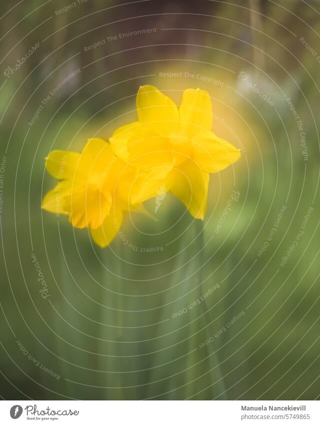 Anmutige Narzisse Narzissen Osterglocken osterglocke Frühling Blume Gelbe Narzisse gelb Blüte Frühblüher Blühend Natur Pflanze Ostern Frühlingsgefühle