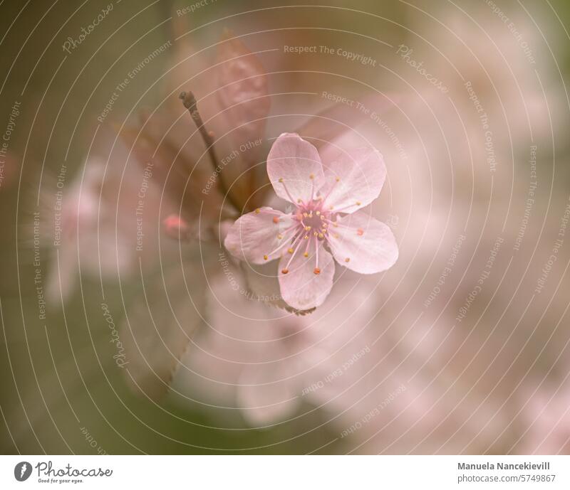 Frühlingszauber zauberhaft frühlingszauber Erwachen Erwachen der Natur blutpflaume erwachen natur garten saison Kirschpflaume prunus Prunus cerasifera Baum