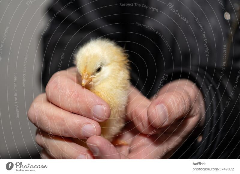 ein junges Kücken in der Hand Flaum Vogel Haushuhn geschlüpft Huhn Portrait Tier Geflügel Tierhaltung Nutztier Tierporträt Federvieh Haustier Hahn Schnabel