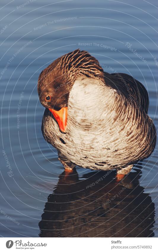 nasse Füße Wildgans Graugans Wasservogel Wildvogel Zugvogel Vogel Gans Feldgans Federkleid Gefieder Federn Entenvogel Wildtier See Teich Spiegelbild Spiegelung