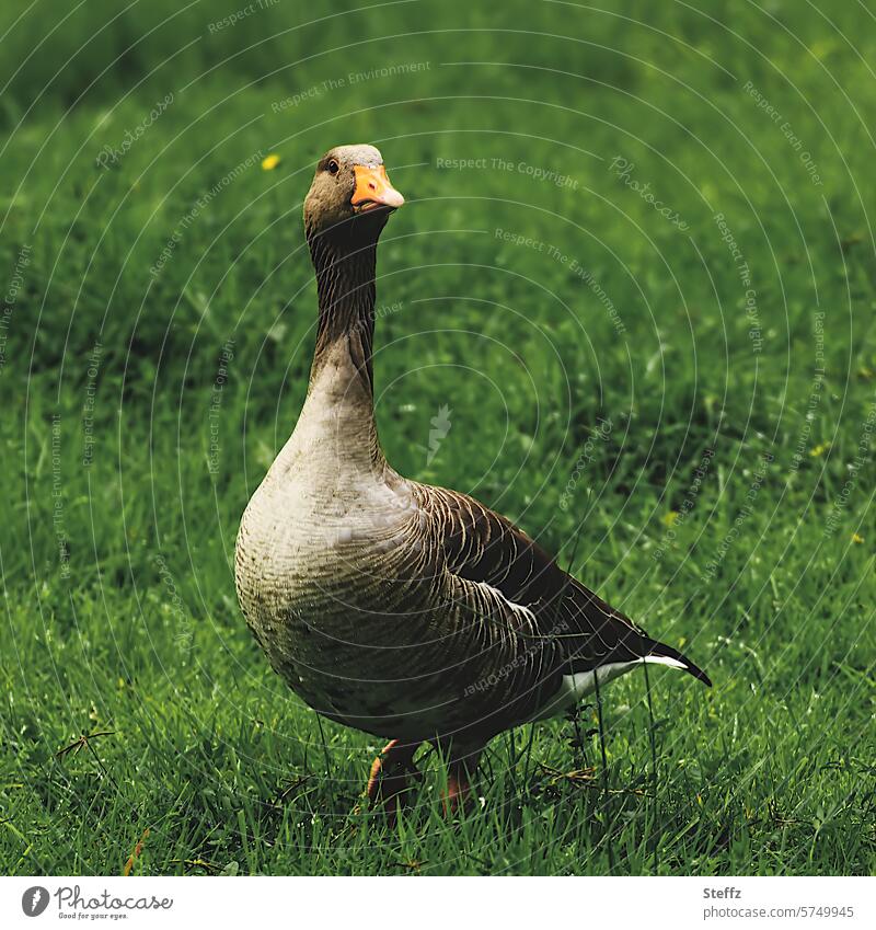 eine Graugans auf der grünen Wiese Wildgans Wasservogel Wildvogel Zugvogel Blick Begegnung Vogel Gans beobachten Feldgans Federkleid Gefieder Federn wachsam