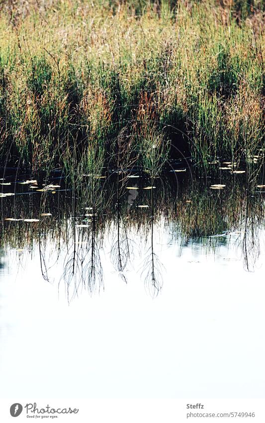 Wasserpflanzen am Seeufer Wildpflanzen Spiegelung Biotop Seewasser Ruhe Idylle Seepflanzen Wasserspiegelung Schilfgürtel Ufer bewachsen ruhig friedlich Stimmung