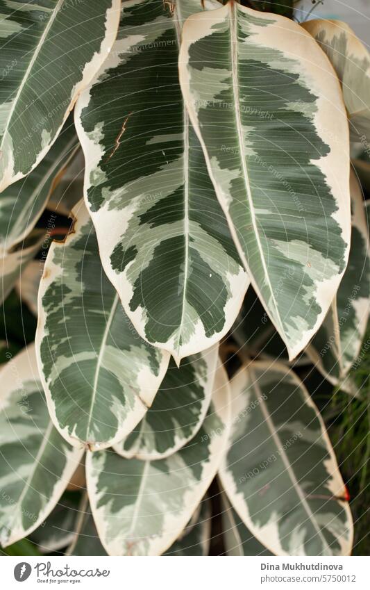 weiß und grün Ficus Elastica Pflanze Blätter Nahaufnahme. Botanischer vertikaler Hintergrund. Ficus elastica Botanik botanisch Natur Blatt Feige Zimmerpflanze