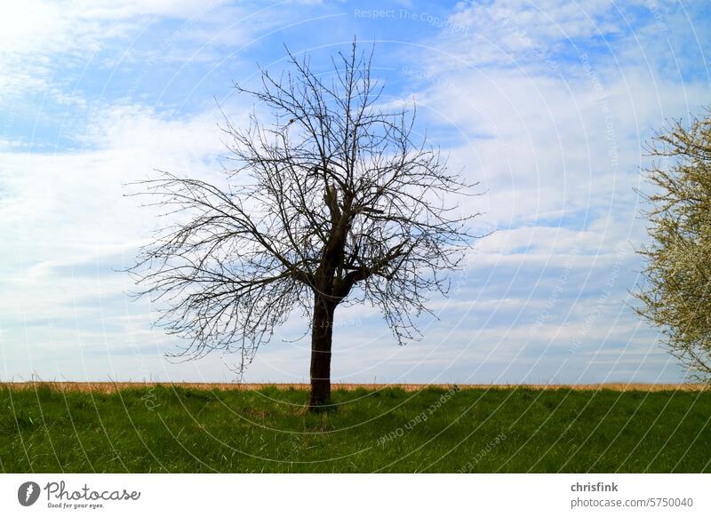 Baum auf Wiese BAum einzeln Feld Acker LAndschaft LAndwirtschaft Landschaft Himmel Umwelt Außenaufnahme Wolken Ackerbau Sommer Gras