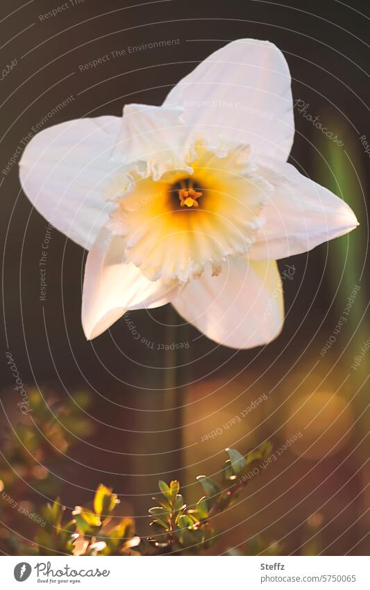 weiße Narzisse Osterglocke Frühlingsblume blühen Blüte Blume Frühlingsbote Frühlingsblüte Frühblüher Frühlingsgarten Ostern Gartenblume Zierblume Gartenpflanze