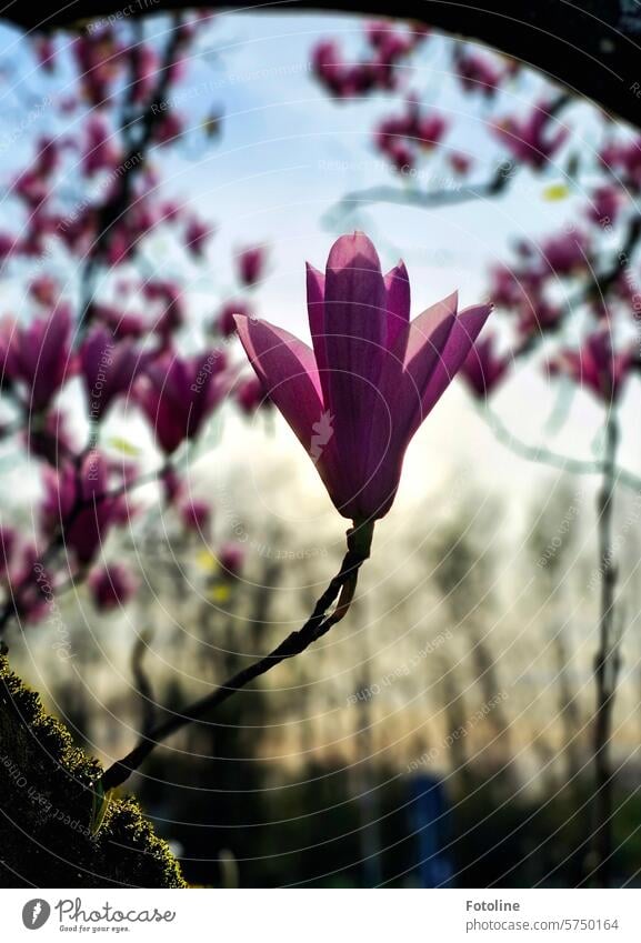 In zartem Rosa präsentieren sich die Blüten der Magnolie. Ich werde  auch eine Magnolie im Garten pflanzen. Frühling Magnolienblüte rosa Magnolienbaum