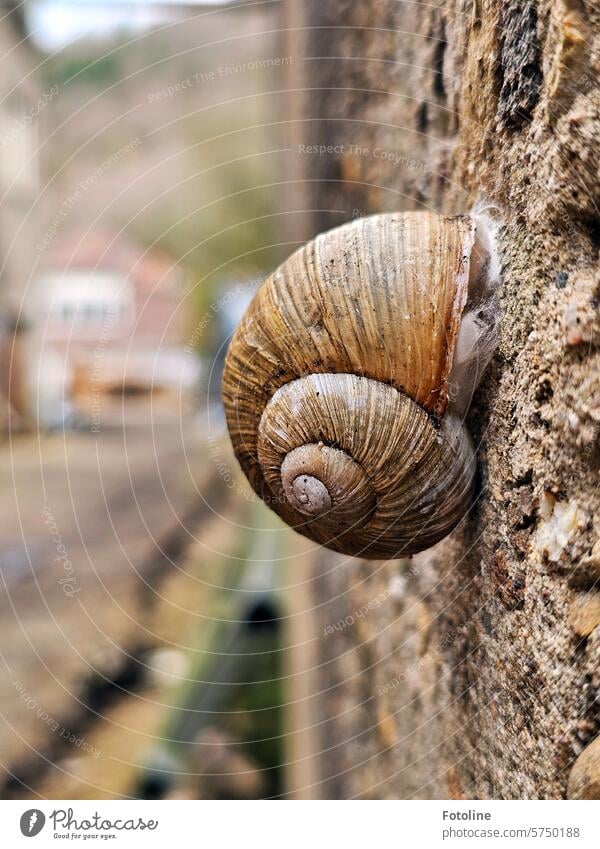 Eine dicke, schöne Weinbergschnecke klebt an einer alten maroden Mauer. Schnecke Weinbergschnecken Weinbergschneckenhaus Schneckenhaus Tier Nahaufnahme