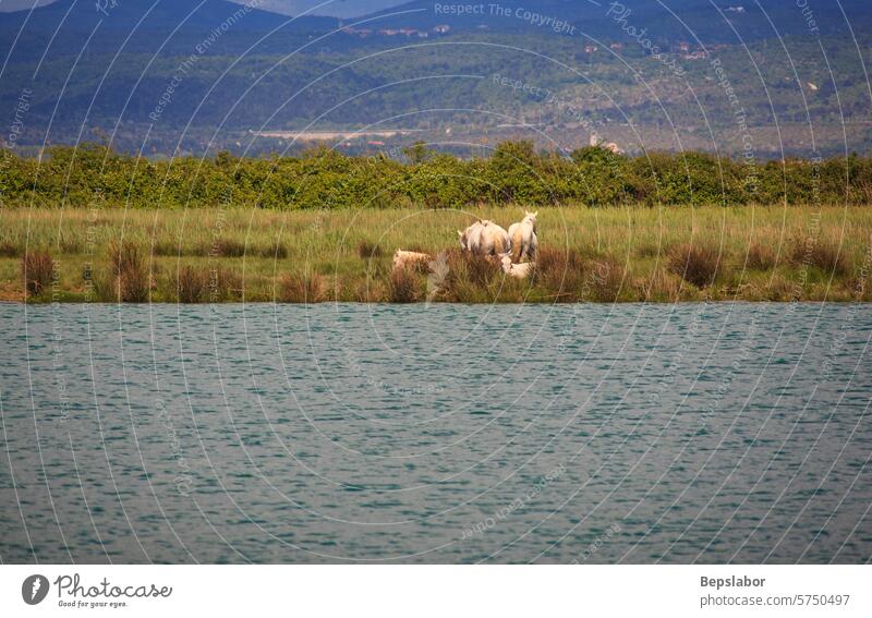 Naturschutzgebiet des Isonzo-Flusses Isonzofluss Pferde Camargue Naturschutzgebiet an der Isonzo-Mündung caneo Soca-Fluss Mund Insel der Cona Italien Tourismus