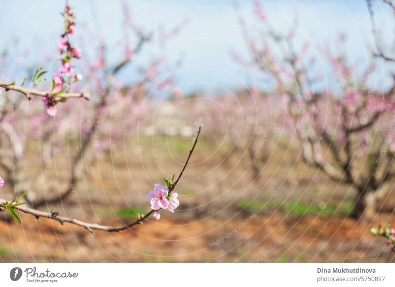 Mandelbaum Zweig Nahaufnahme in der Blüte. Frühling Hintergrund. Rosa Blüten von Kirsch-oder Pfirsichbäumen in Obstgarten Garten. Landwirtschaftliche Industrie.