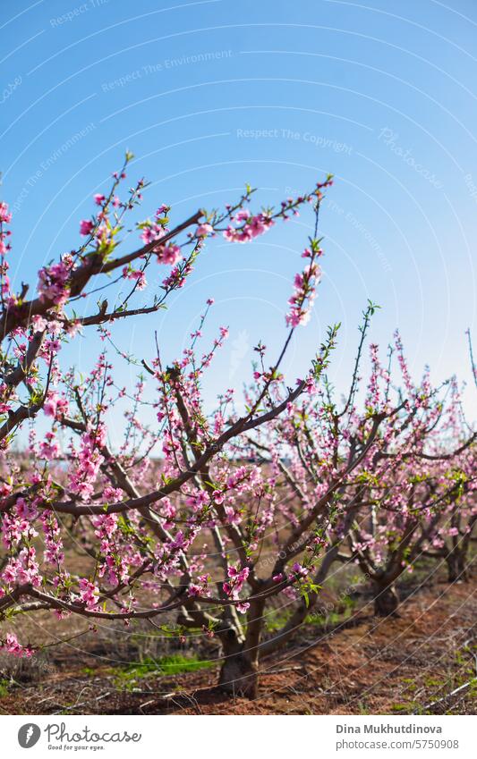 Mandelbäume in Blüte. Frühling Hintergrund. Rosa Blüten von Kirsch-oder Pfirsichbäumen in Obstgarten Garten. Landwirtschaftliche Industrie. rosa Blütezeit Natur