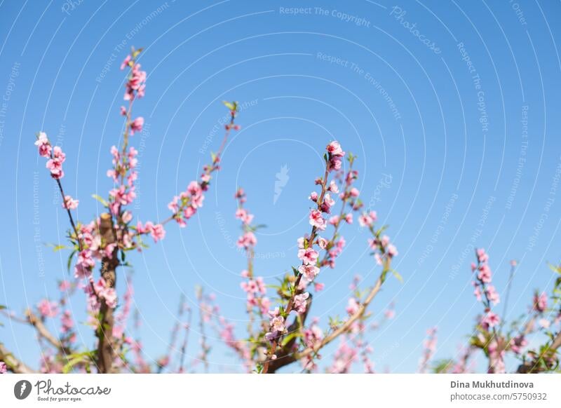 blühende Mandelbäume gegen blauen Himmel. Frühling Hintergrund. Rosa Blüten von Kirsch-oder Pfirsichbäumen in Obstgarten Garten. Landwirtschaftliche Industrie.