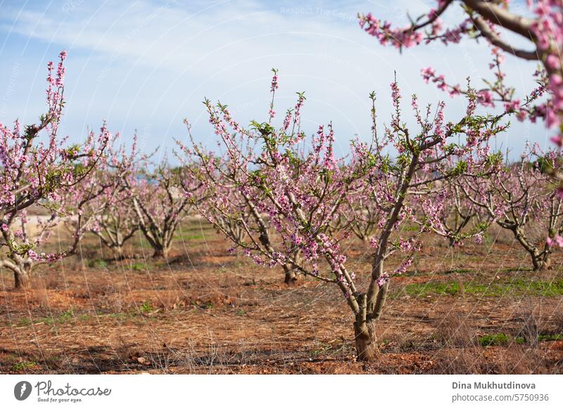 Mandelbäume in Blüte. Frühling Hintergrund. Rosa Blüten von Kirsch-oder Pfirsichbäumen in Obstgarten Garten. Landwirtschaftliche Industrie. rosa Blütezeit Natur