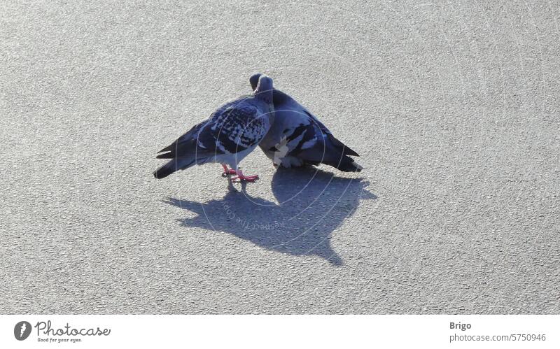 Ein verliebtes Taubenpaar liebe tauben Vögel Vogel Liebespaar Natur Freiheit kuss Küssen Tiergruppe frei