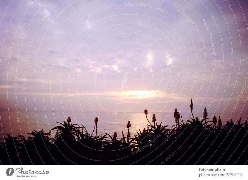 blühende Aloe-Pflanzen am Meer sonnenuntergang dämmerung Strandpflanzen Aloe Vera Sukkulente Aloe arborescens Blühend Blüten Natur Gesundheit Abenddämmerung