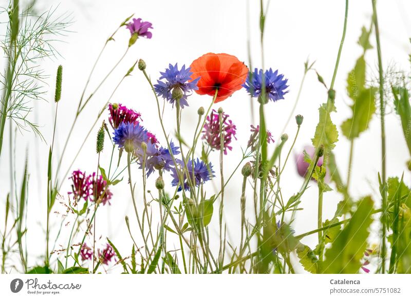 Mal wieder Mohntag Natur Flora Pflanze Tag Tageslicht Garten blühen Blume verblühen schön Blüte Grün Blütenblätter Klatschmohn Kornblumen Blumenwiese Sommer