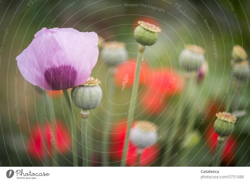 Rosa Mohn im Garten Samenkapseln Klatschmohn Tageslicht Flora Natur Pflanze Jahreszeit Frühling blühen Blütenblätter Grün RoT Blume verblühen Lila schön Freude