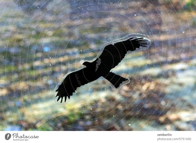 Raubvogel (Aufkleber) raubvogel adler bussard habicht flugbild silhouette aufkleber glas scheibe glasscheibe umriss tier deko dekoration