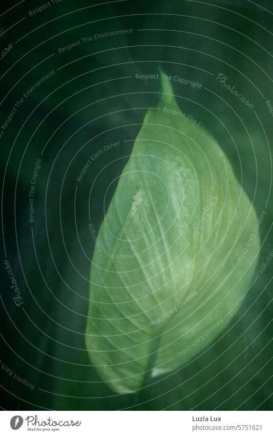 Einblatt, große Blüte fotografiert durch eine Glasscheibe Spathiphyllum Detailaufnahme Friedenslilie Blattfahne Nahaufnahme Pflanze apart anmutig zart weiß