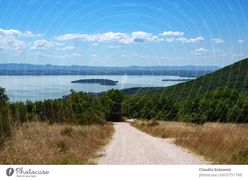 Ländliche Landschaft bei Passignano sul Trasimeno, Umbrien, Italien Europa Juli Perugia Farbe Tag See Natur oliv Fotografie Straße ländlich Sommer sonnig reisen