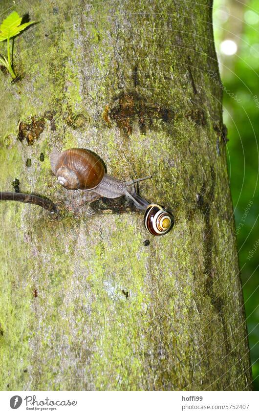 Zwei Schnecken treffen sich auf einem Baum Schneckenhaus Fühler Schleim langsam Tier schleimig Weinbergschnecken Nahaufnahme Zusammensein zusammenkommen