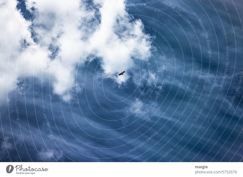 Einsamer Vogel am Himmel fliegen Tier Wolken Freiheit Wildtier Vogelflug Bussard Habicht Außenaufnahme Natur frei Umwelt Bewegung heimischer Vogel wolkengebilde