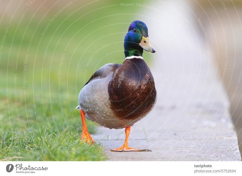 Lustige Stockente geht auf die Kamera zu Erpel Tier Farbe schön grün farbenfroh See Tierwelt lustig Schnabel Natur Ente Vogelbeobachtung Bokeh Hintergrund