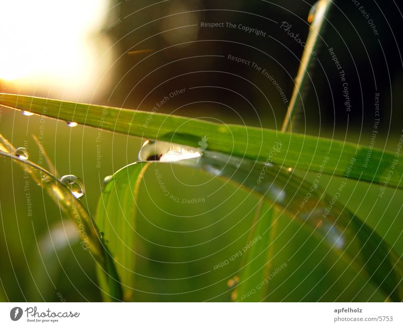 farbenspiel Wiese Gegenlicht grün Natur Wassertropfen