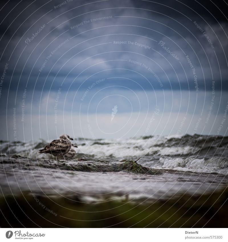 Warten Umwelt Natur Landschaft Wasser Himmel Wolken Gewitterwolken Horizont Sommer schlechtes Wetter Unwetter Wind Sturm Strand Ostsee Wildtier Vogel 1 Tier