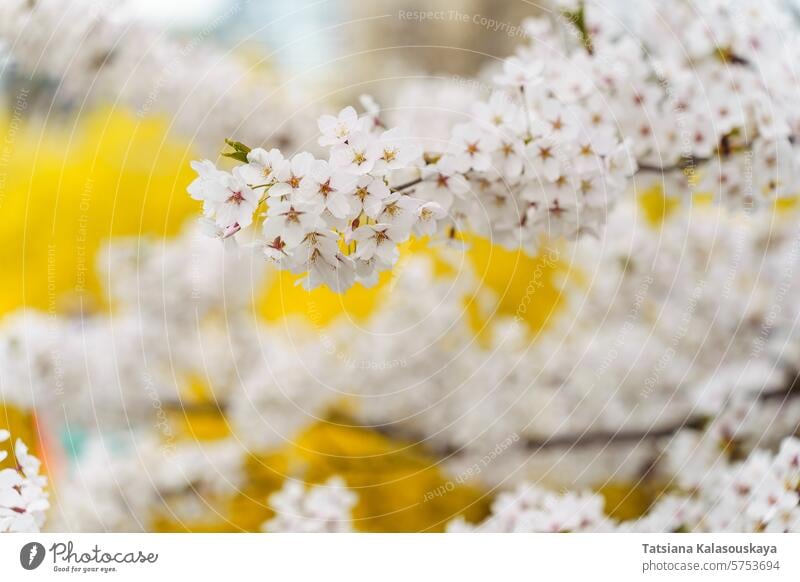 Blühende Zweige der japanischen Zierkirsche Prunus yedoensis im Frühjahr im Park auf einem gelben Hintergrund Frühling Kirschblüten prunus Cerasus yedoensis