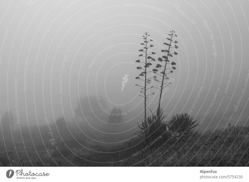 Agaven Zwillinge im Nebel Agavengewächs Cabo Verde kapverdische Inseln Santo Antão Afrika undurchsichtig Nebelfeld Landschaft neblig Neblige Landschaft