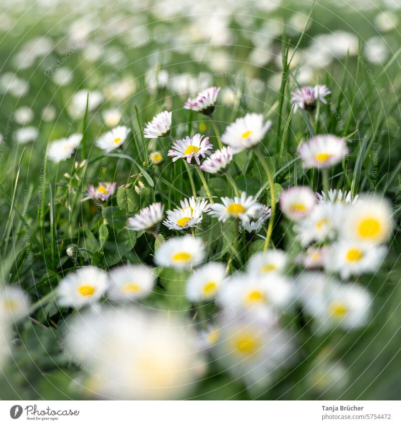 Die Apotheke der Natur - ein Meer von Gänseblümchen Heilpflanze Gänseblümchenwiese Feinschmecker Salat Kräuterbuch Frühlingskur Naturheilkunde