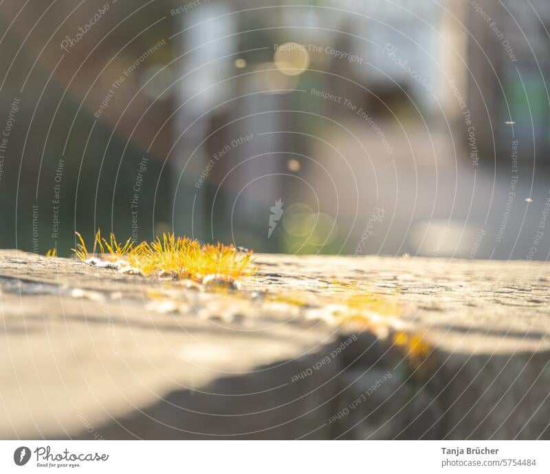 Mauer-Drehzahnmoos (Tortula muralis) im goldenen Abendlicht Moos Moose Mauerbewuchs winzig filigran goldenes Licht goldene Stunde Gegenlicht fein Abendstimmung